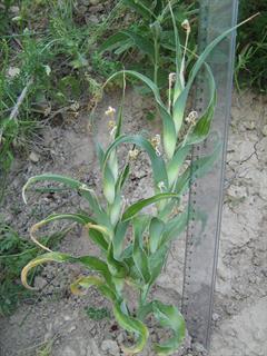 زنبق خراسانی